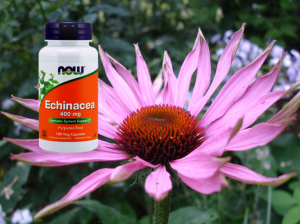 echinacea%20(002)